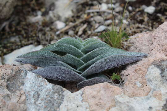 Image de Tradescantia sillamontana Matuda