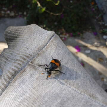 Image of Nicrophorus (Nicrophorus) mexicanus (Matthews & A. 1887)