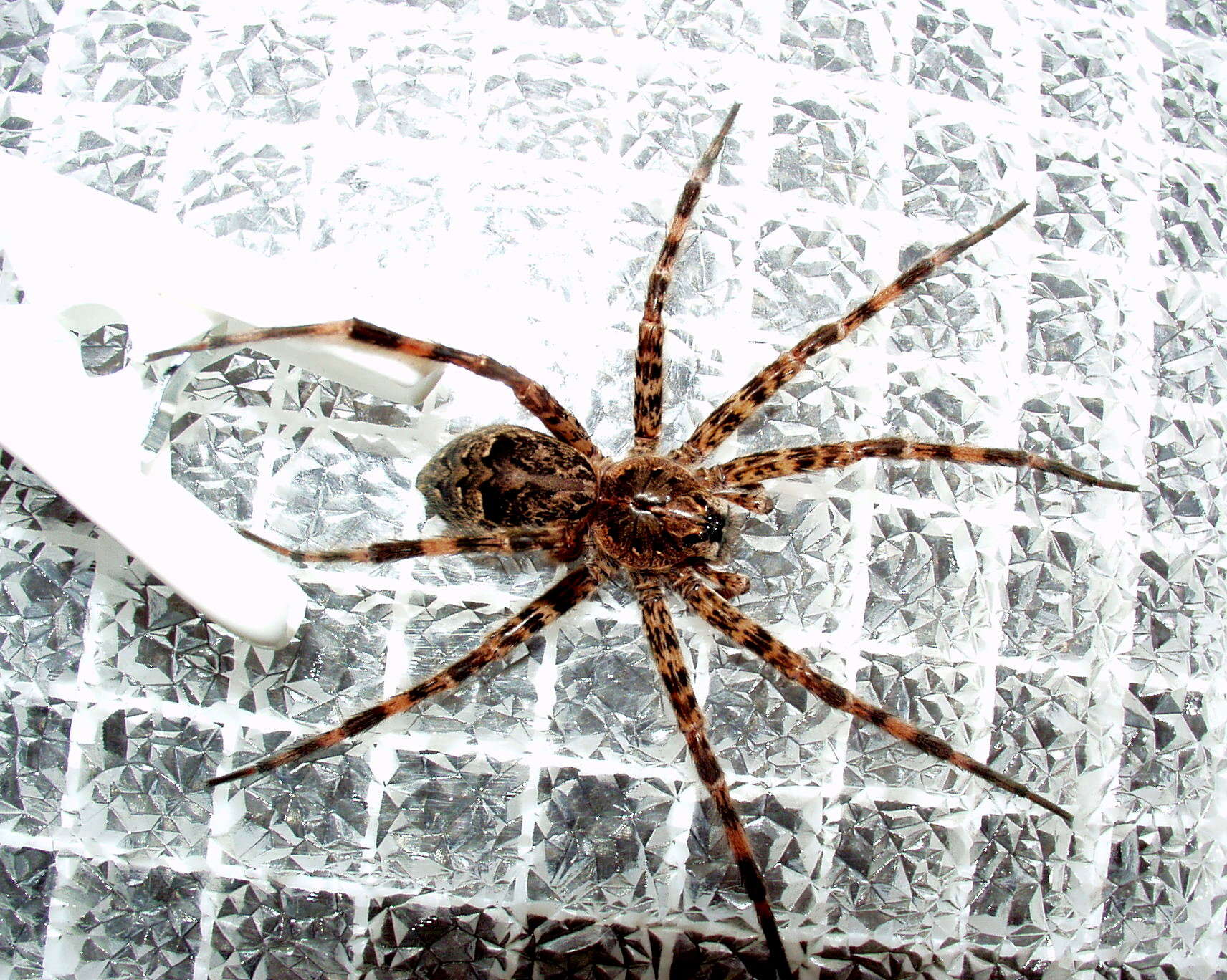 Image of nursery web spiders