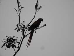 Image of Scarlet Macaw