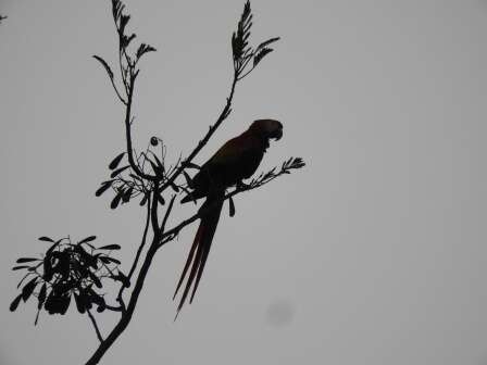 Image of Scarlet Macaw