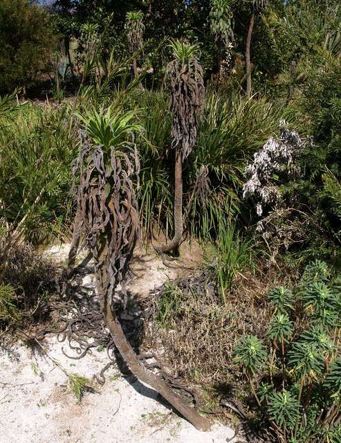 Plancia ëd Echium pininana Webb & Berth.