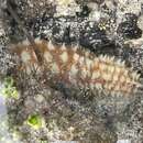 Image of Sand sifting sea cucumber