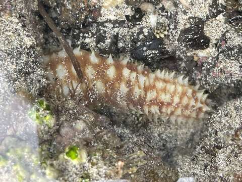 Image of Sand sifting sea cucumber