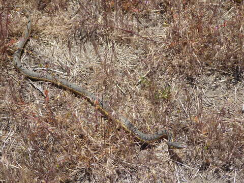 Thamnophis hammondii (Kennicott 1860) resmi