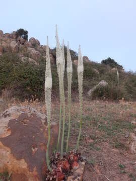 Image of Drimia numidica (Jord. & Fourr.) J. C. Manning & Goldblatt