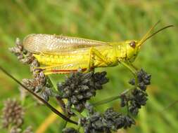 Imagem de Stethophyma gracile (Scudder & S. H. 1862)