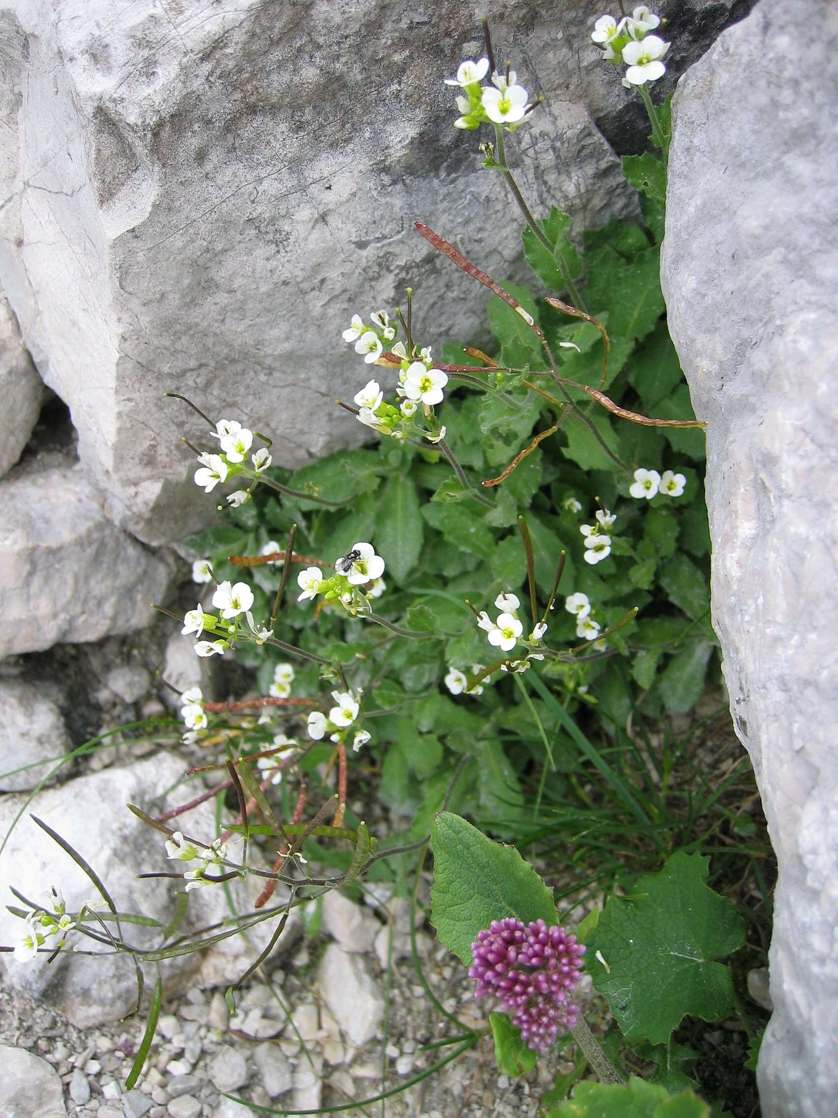 Image of alpine rockcress