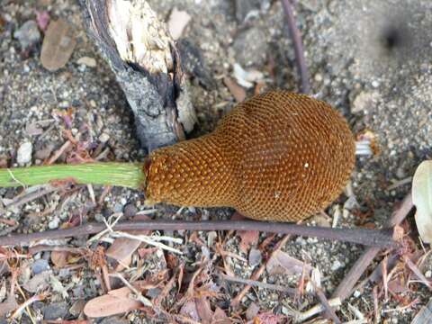 Imagem de Parkia filicoidea Oliv.