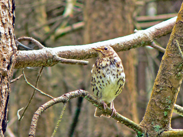 Image of Song Thrush