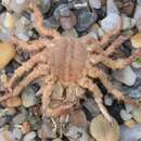 Image of four-horned spider crab