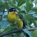 Image of Yellow-crowned Redstart