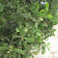 Image of Acacia oraria F. Muell.