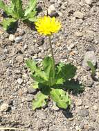 Image of Taraxacum acricorne Dahlst.