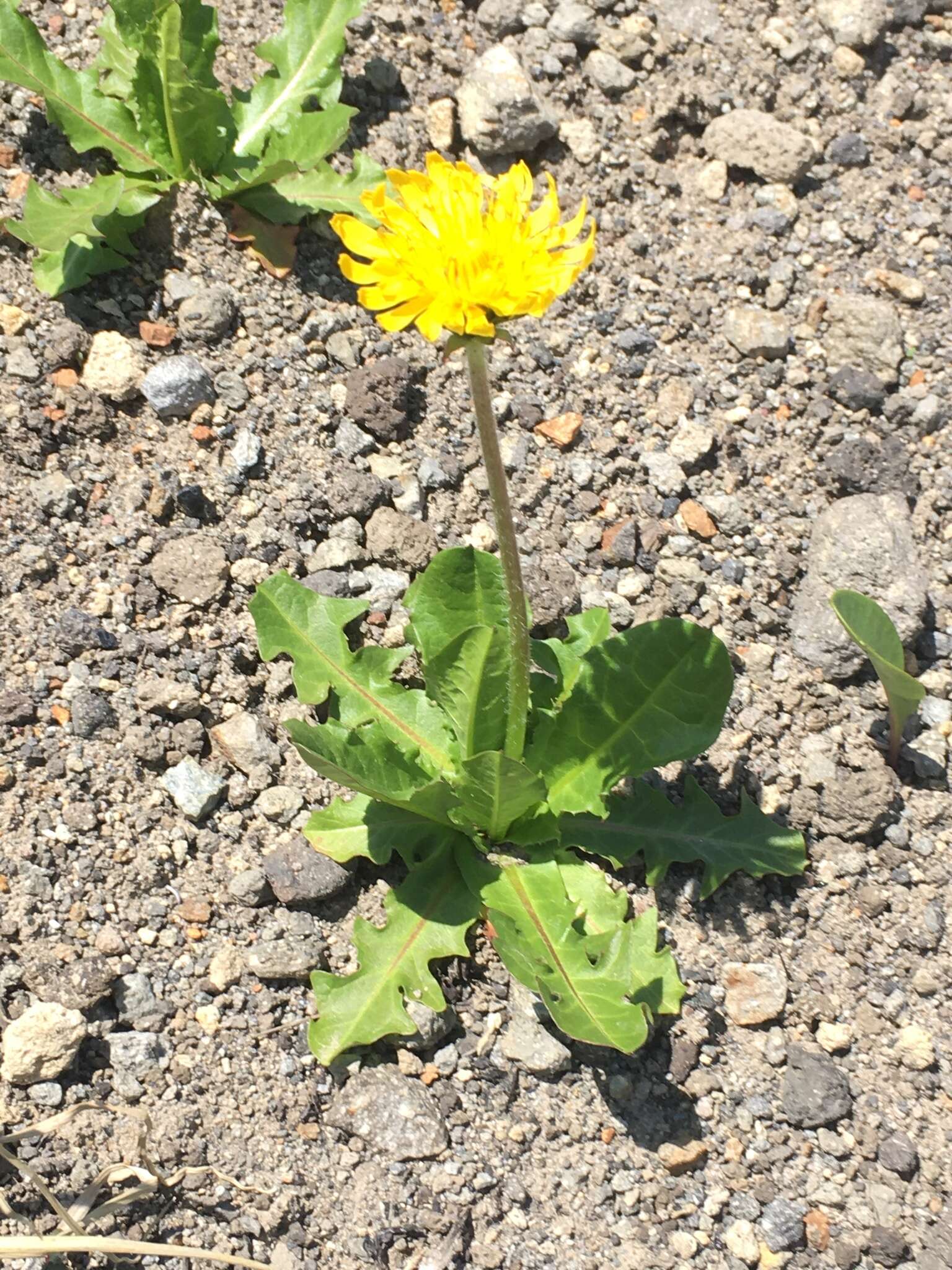 Image of Taraxacum acricorne Dahlst.