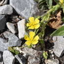 Image de <i>Potentilla <i>rhyolitica</i></i> var. rhyolitica