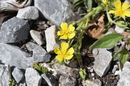 Image de <i>Potentilla <i>rhyolitica</i></i> var. rhyolitica