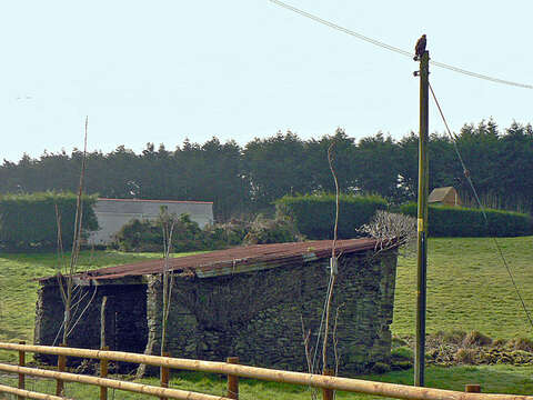 Image of Common Buzzard