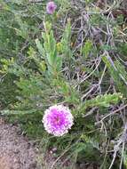 Image of Melaleuca nesophila F. Müll.