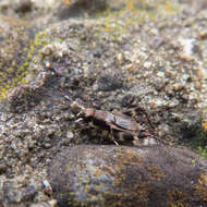 Plancia ëd Dianemobius fascipes nigrofasciatus (Matsumura 1904)