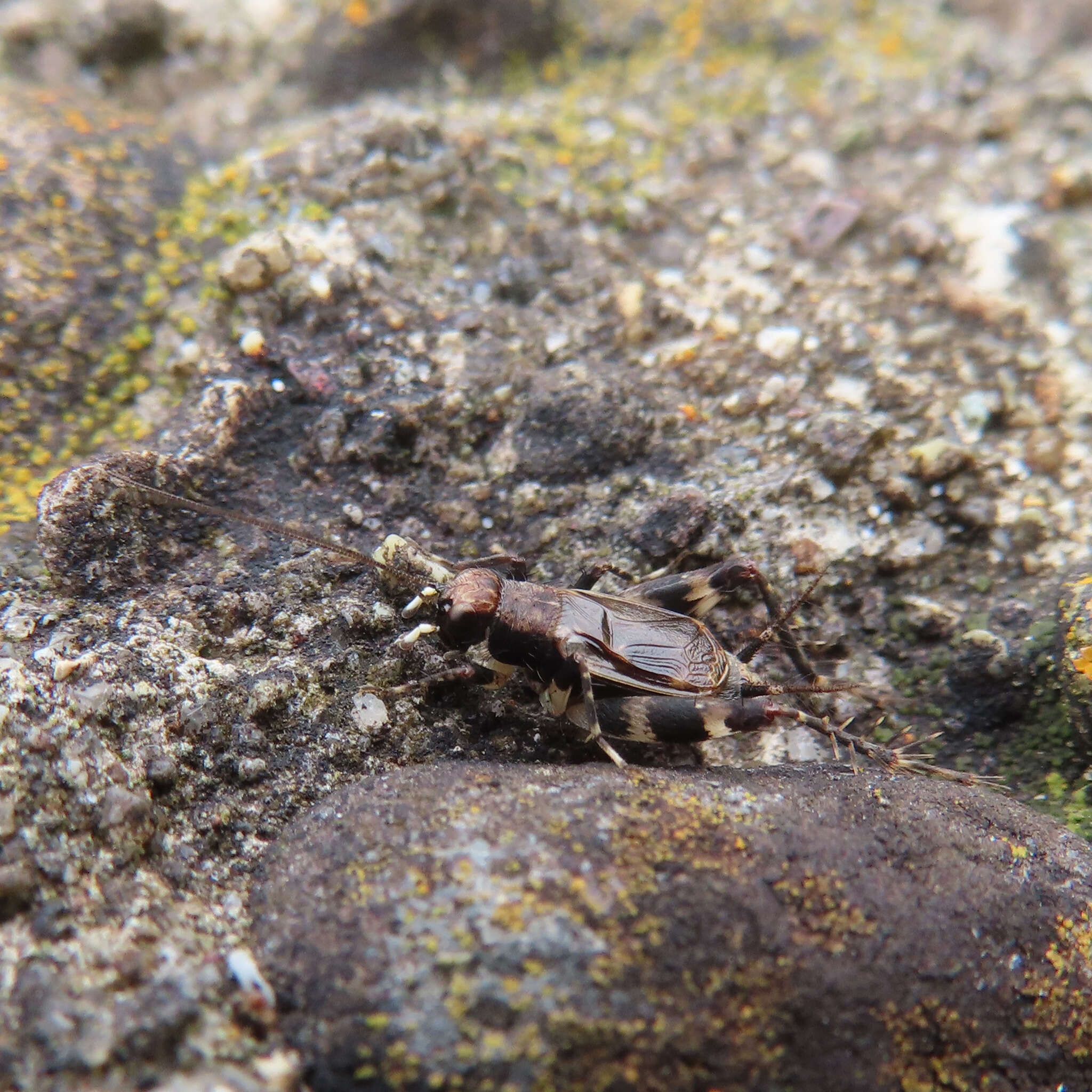 Sivun Dianemobius fascipes nigrofasciatus (Matsumura 1904) kuva