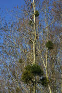 Image of European mistletoe