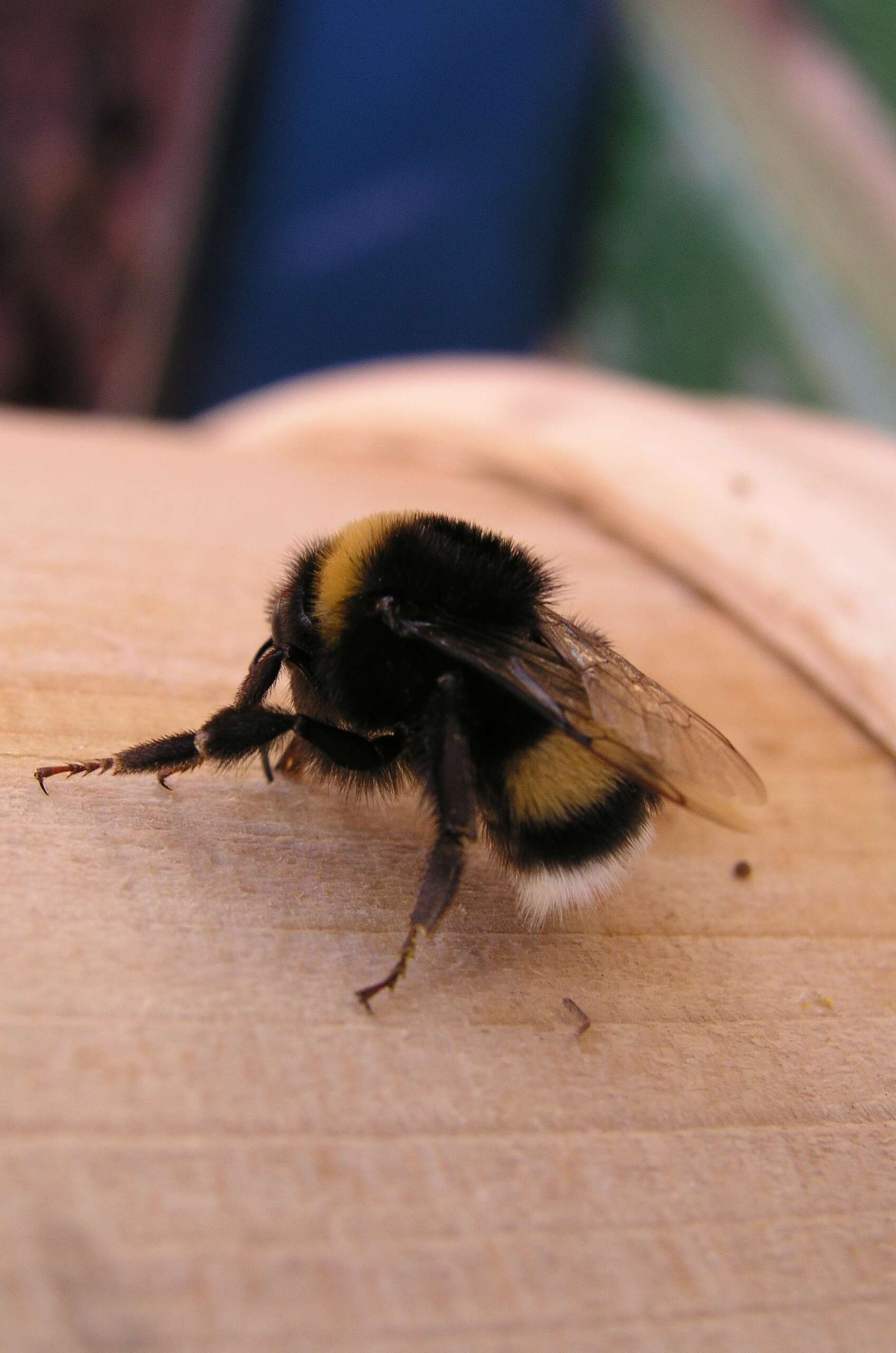 Image of Buff-tailed bumblebee