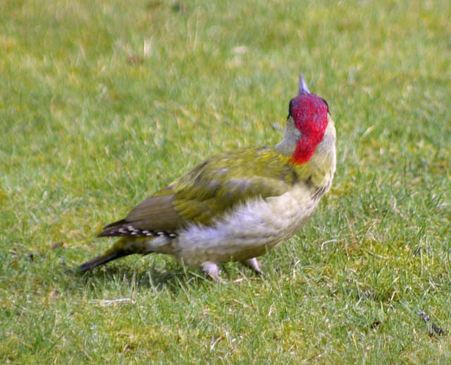 Image of Eurasian Green Woodpecker