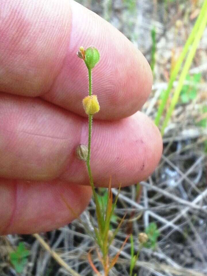 Oenothera linifolia Nutt.的圖片