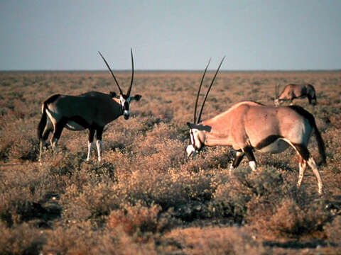 Image of Gemsbok