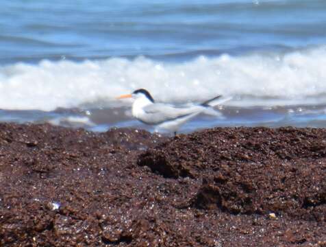 Image of Lesser Crested Tern