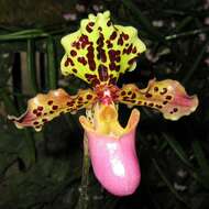 Слика од Paphiopedilum henryanum Braem