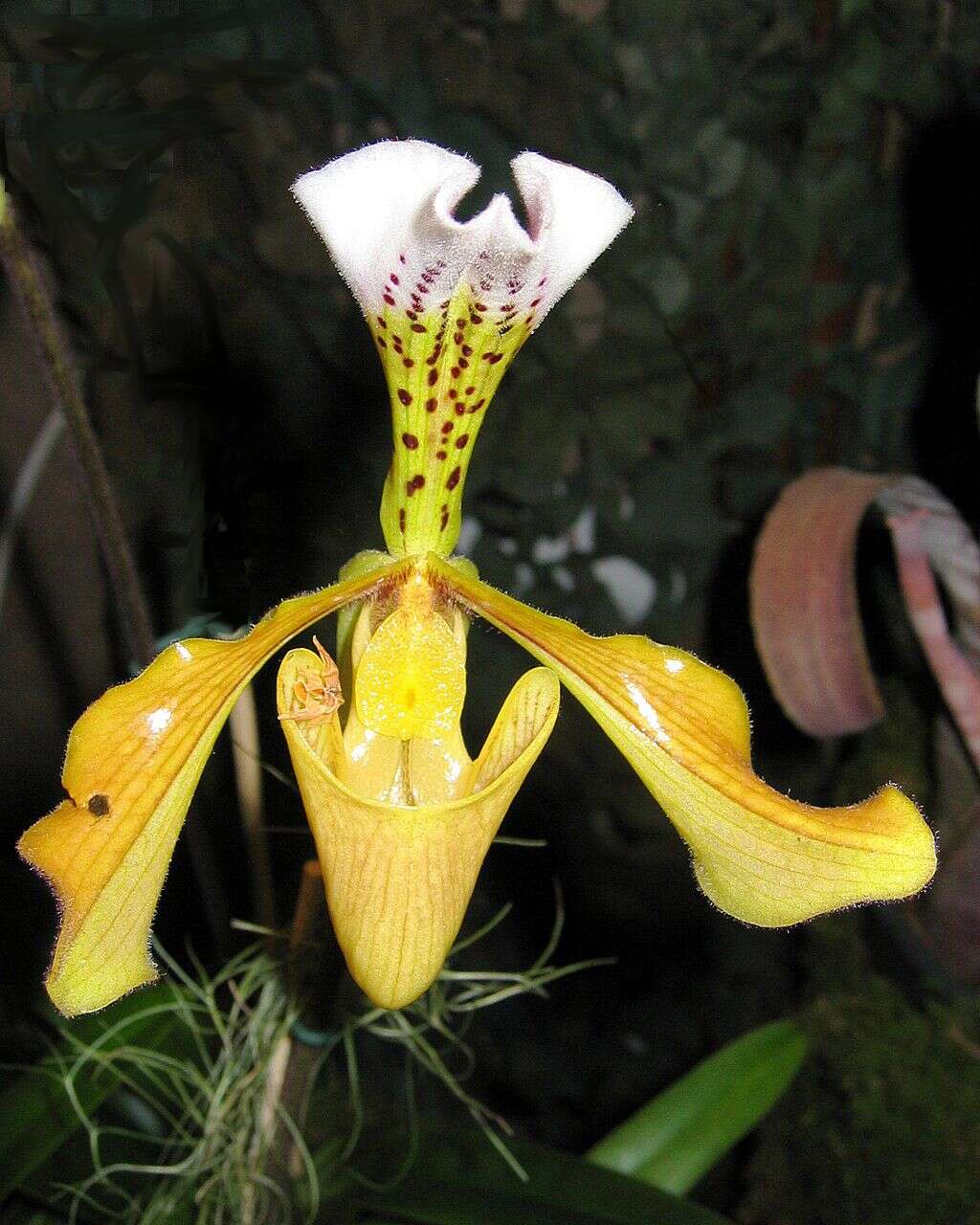 Слика од Paphiopedilum gratrixianum Rolfe