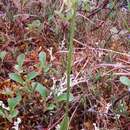 Image de Platanthera obtusata (Banks ex Pursh) Lindl.