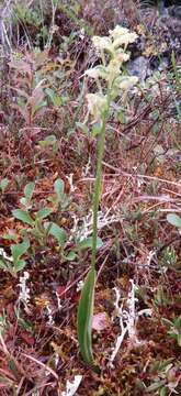 Image de Platanthera obtusata (Banks ex Pursh) Lindl.