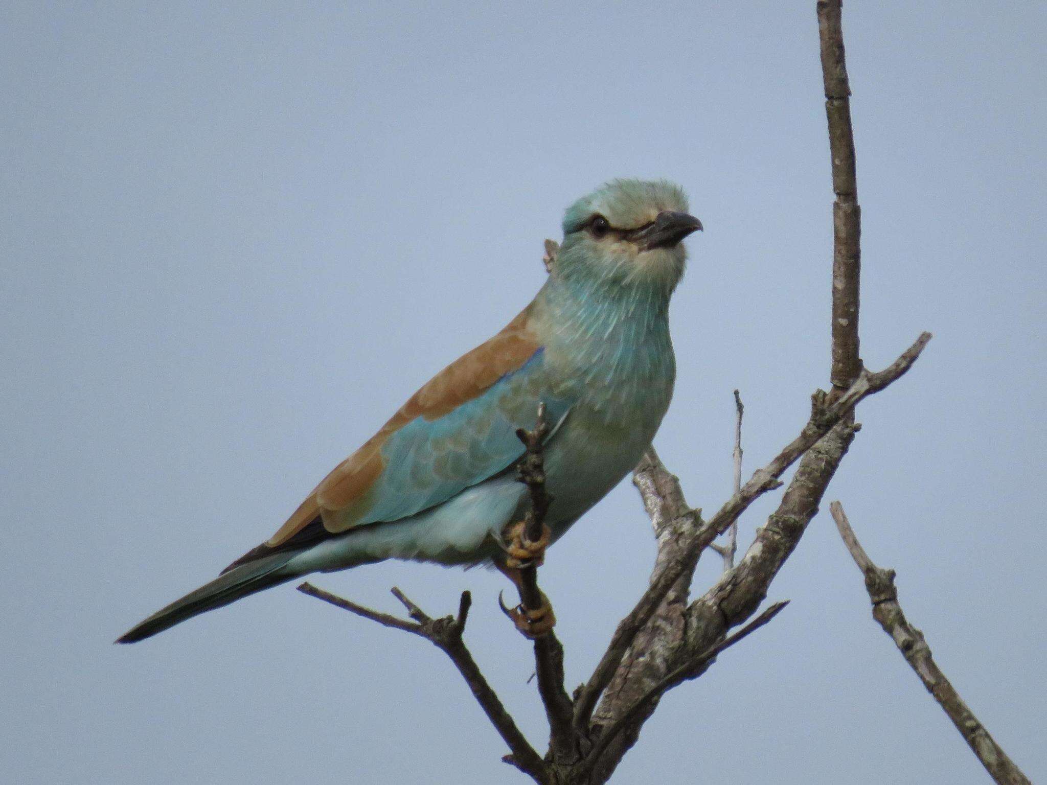 Image de Coracias garrulus semenowi Loudon & Tschusi 1902