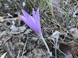 Image of Colchicum lusitanum Brot.