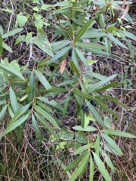 Image of Cryptocarya angustifolia E. Mey.