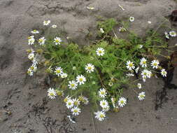 Image of false mayweed