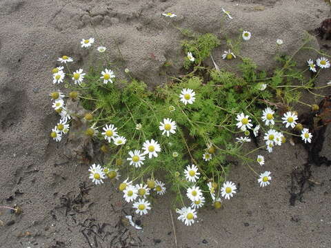 Image of false mayweed