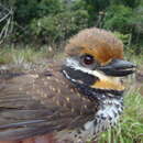 Image of Spotted Puffbird