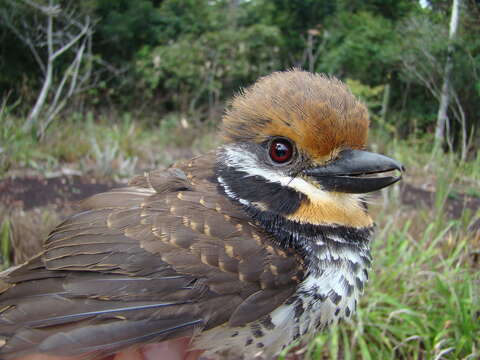 Image of Spotted Puffbird