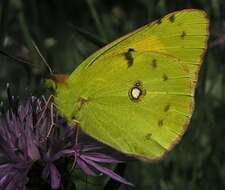 Image of clouded yellow