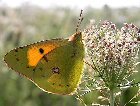 Image of clouded yellow