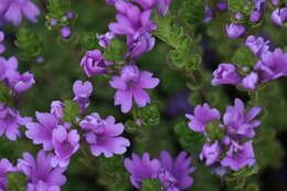 Image of Euphrasia collina subsp. tetragona (R. Br.) W. R. Barker