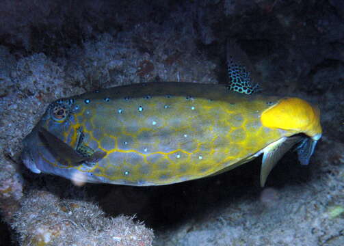 Image of Boxfishes