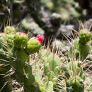 Слика од Austrocylindropuntia subulata subsp. exaltata (A. Berger) D. R. Hunt