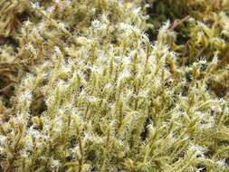 Image of racomitrium moss