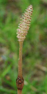 Image of field horsetail