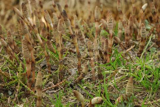 Image of field horsetail